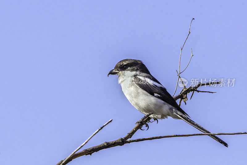 南方财政(Lanius collaris)